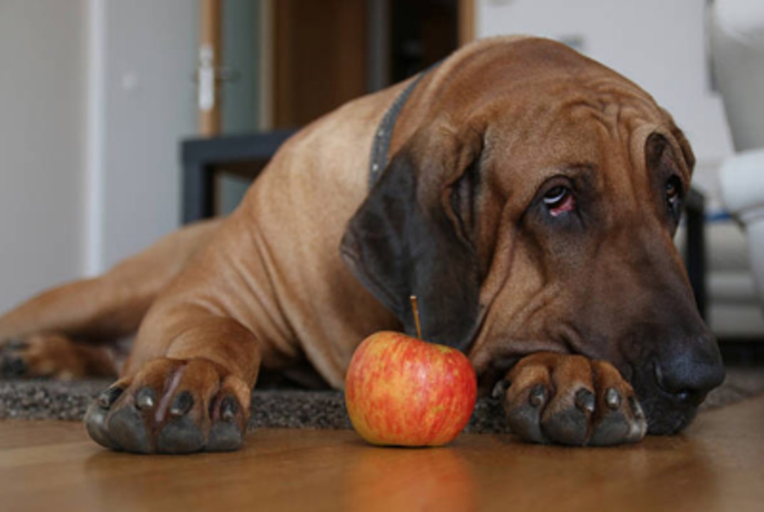 Human Foods Your Dog Can Safely Eat