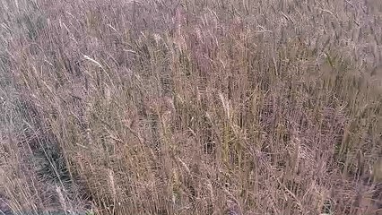 आंधियों से आमजन हुआ बेहाल