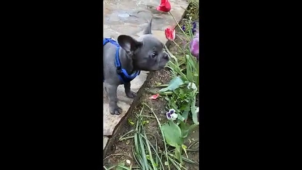 ultimate video funny 2021