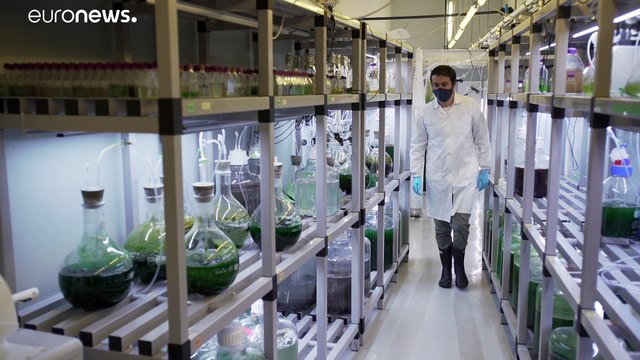 Plus de 90% des espèces de micro-organismes présents dans les océans restent à étudier