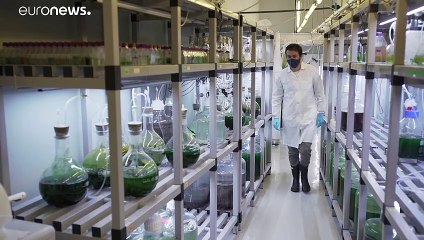 The ocean's microalgae and cyanobacteria: potential cures for disease