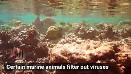 Will These Animals Play a Role in Cleaning Viruses From the Ocean?