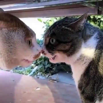 Cats meowing, Cats meowing loudly, Cat meowing