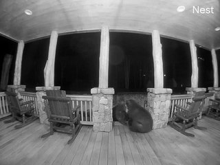Two Bears Out of Hibernation Wrestle on Porch
