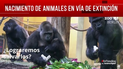 Nacimiento animales vía extinción