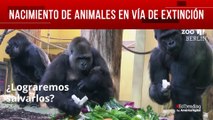 Nacimiento animales vía extinción