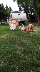 Turkey Wants Some Attention