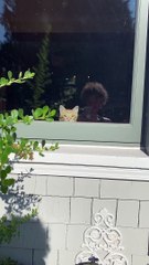 Sneaky Kitty Hides Behind the Windowsill