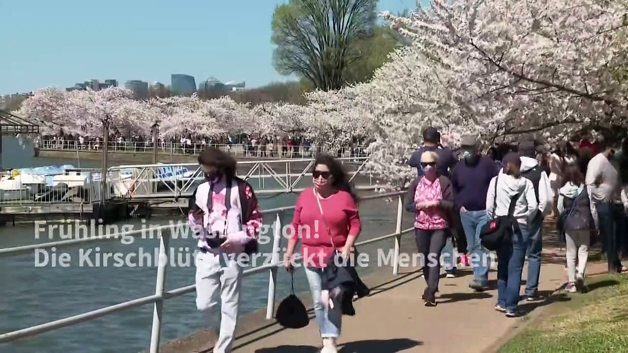 Frühlingstraum: kirschblüte in washington