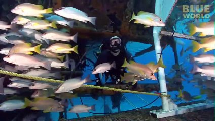 Bull Sharks