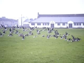vol de canards à galway