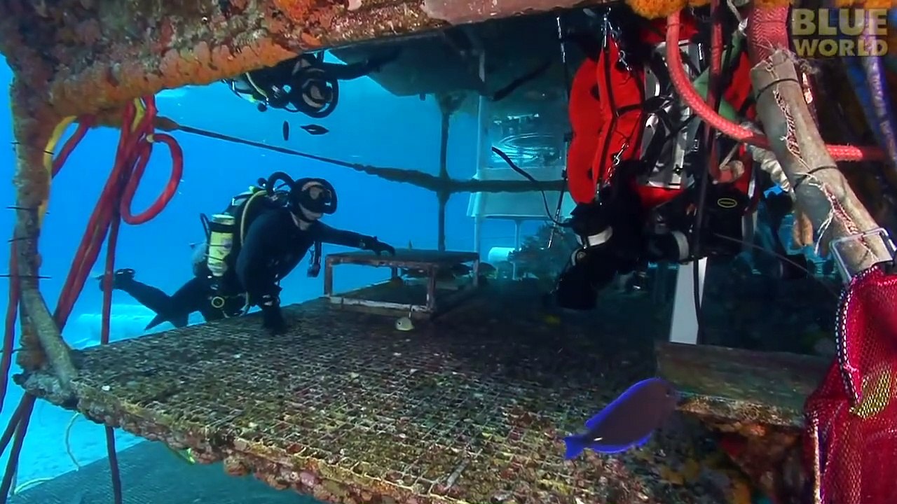 A Tour of Aquarius Reef Base video Dailymotion