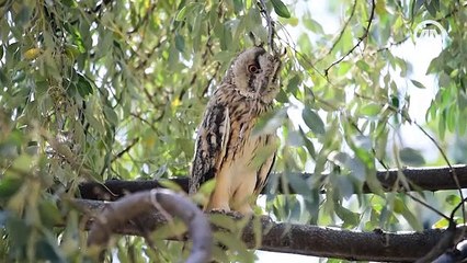 Bozkırın ortasındaki 'kuş cenneti' Tuz Gölü