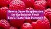 How to Grow Raspberries for the Juiciest Fruit You'll Taste This Summer