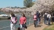 DC residents take in the sight of cherry blossoms in early peak bloom
