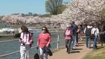 DC residents take in the sight of cherry blossoms in early peak bloom