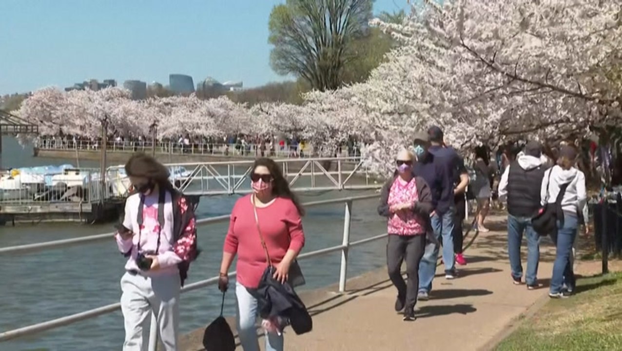 DC residents take in the sight of cherry blossoms in early peak bloom
