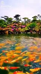 Beautifully colour fish