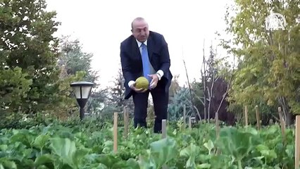 Çavuşoğlu konutunda yetiştirdiği kavunları gazetecilere ikram etti
