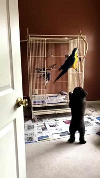 Coco, let's play