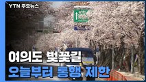 '일찍 만개' 여의도 벚꽃길 오늘부터 통행 제한...하루 앞당겨 / YTN