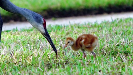 Baby Sandhill Crane Learning to Find and Eat Bugs
