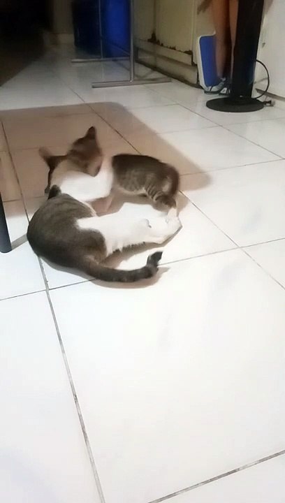 spoiled son milo