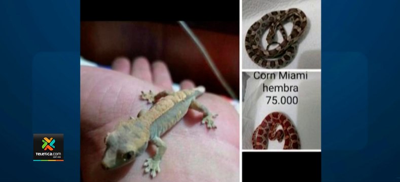 tn7-Fiscalía-ambiental-investiga-13-casos-de-comercio-de-especies-silvestres-por-medio-de-redes-sociales-300321