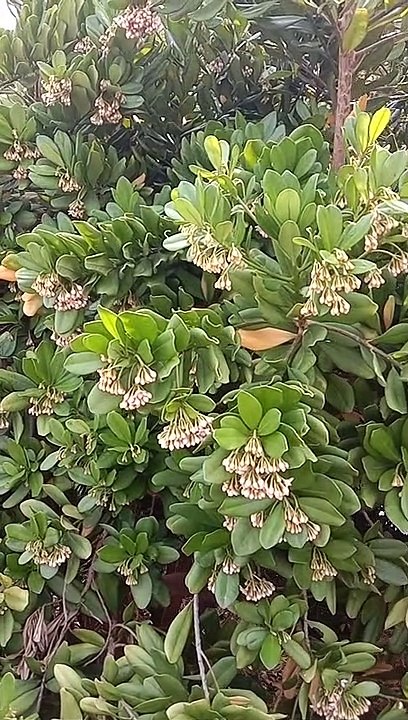 beautiful tree