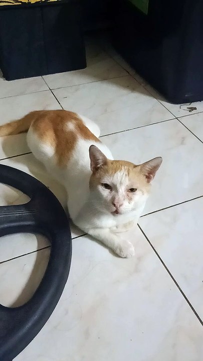 my cat mingming