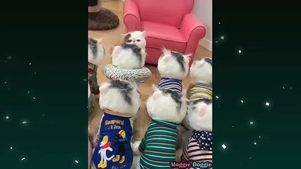 Funny Cat Videos|Funny Cat Video 2021|Cat Sounds Angry|Cat Videos