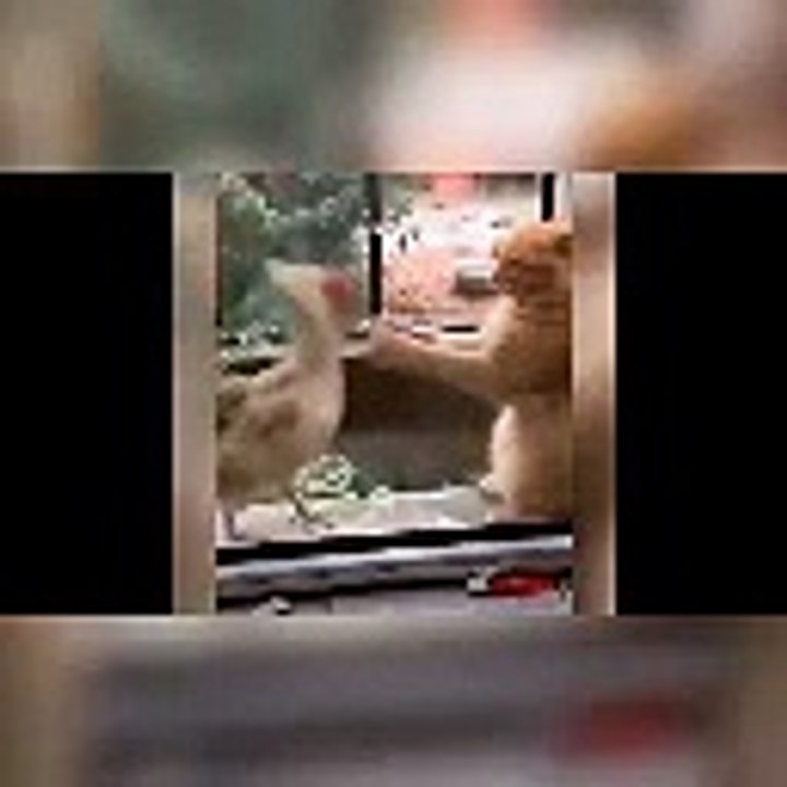 Animal funny video