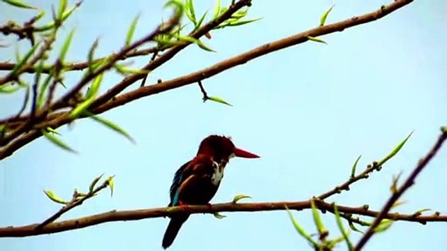 Call Of White-Throated Kingfisher Bird | Halcyon smyrnensis