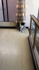 kitkit and dang serye