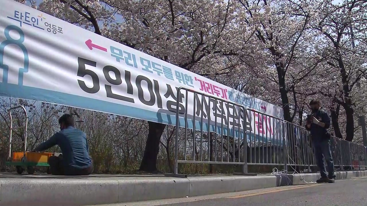 나흘 만에 다시 5백 명대...오늘부터 여의도 벚꽃길 통제 / YTN
