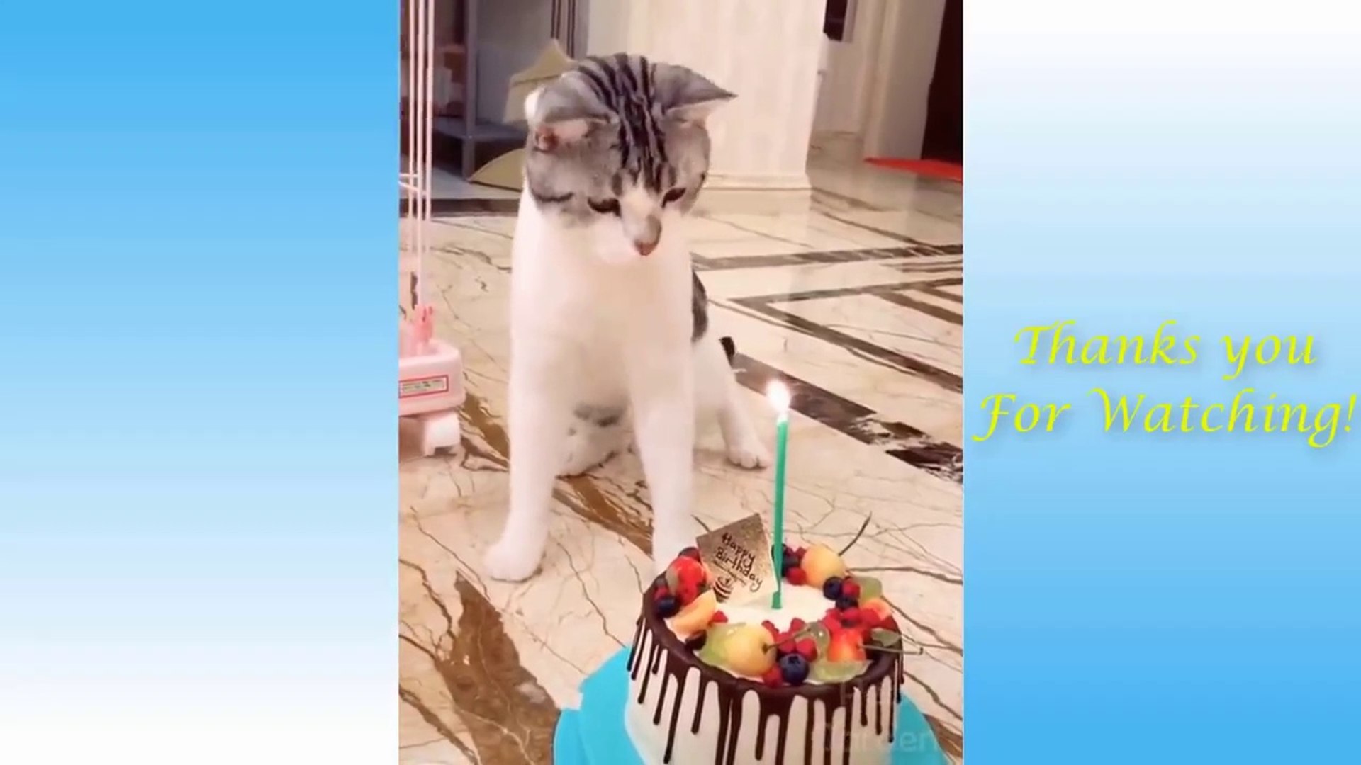 Cute Pets And Funny Animals Video