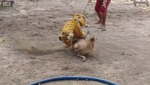 Wow Must Watch!!! Fake Tiger Prank Dog So Funny Comedy Video 2021
