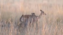 Deer huntingLeopard hunting leopards