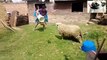 Funny Sheep Attacking People Compilation - Funniest Animals Videos 2020(360P)