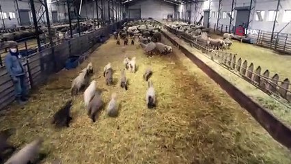 Yüzlerce yavru anneleri ile böyle buluştu