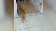 Una gata lleva a sus crías a una clínica veterinaria por puro instinto de supervivencia