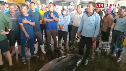第一鮪未拍賣東港魚市已有競拍 逾200公斤總價破41萬