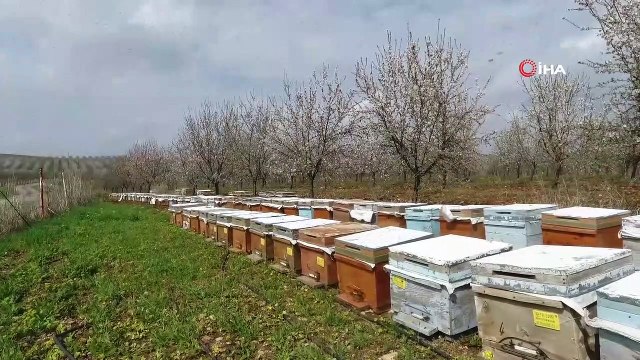 Badem bahçelerinde görsel şölen