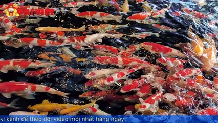 Mơ thấy cá chép con gì có tỉ lệ trúng cao nhất