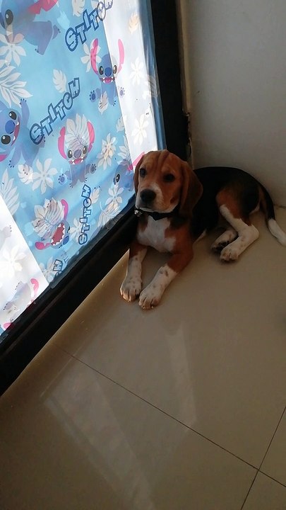 Waiting Lilo