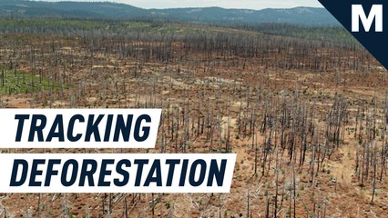 Global tree loss can't hide from these cloud-piercing radar satellites