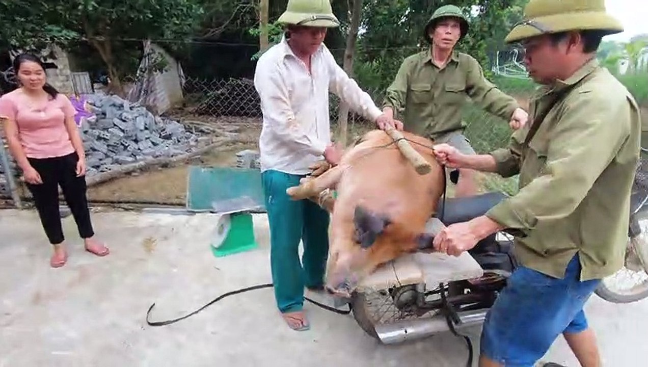 Catch a Super Lean Cow Pig in Ban Bo
