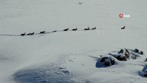 Karlı dağları aşarak göç yoluna koyulan dağ keçileri böyle görüntülendi