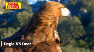 Incredible EAGLES and HAWK Attacks _ Eagle vs Deer, Goat, Fox, Monkey and other Animals