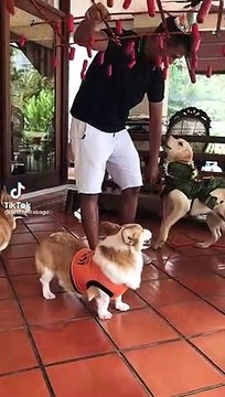 bday party...(happy bday doggo)